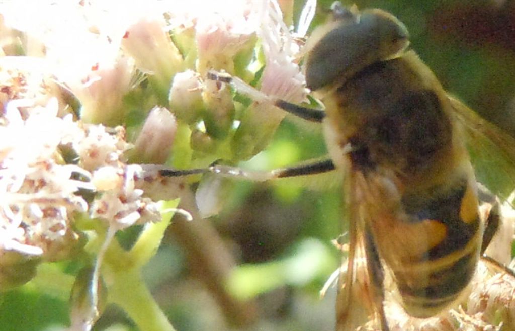 Eristalis tenax?