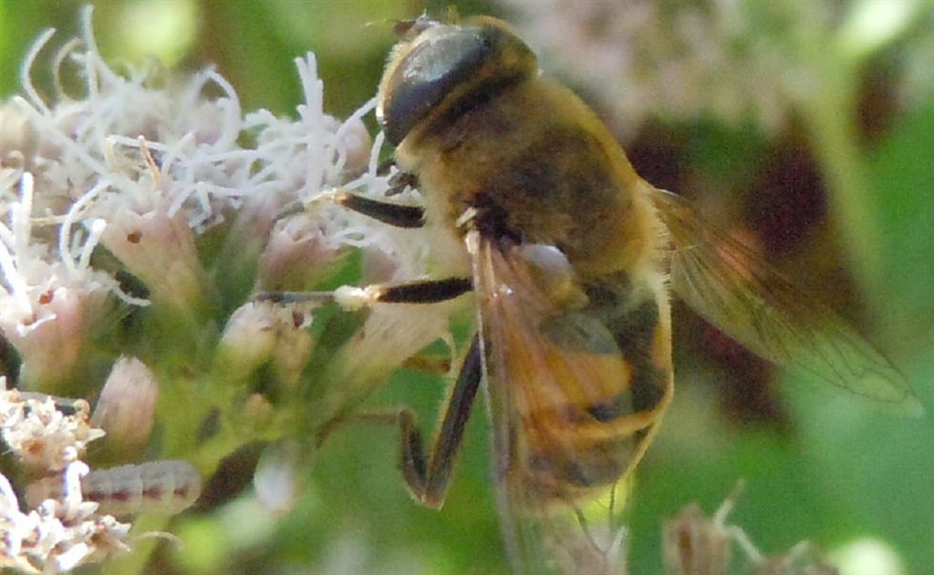 Eristalis tenax?