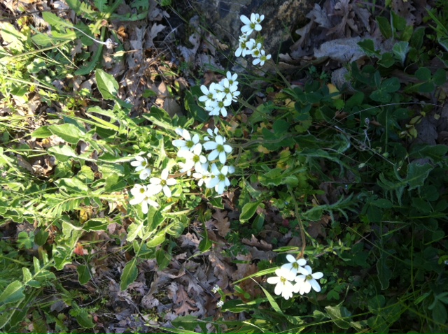 Saxifraga granulata