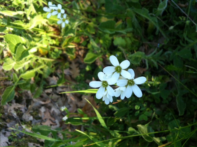 Saxifraga granulata