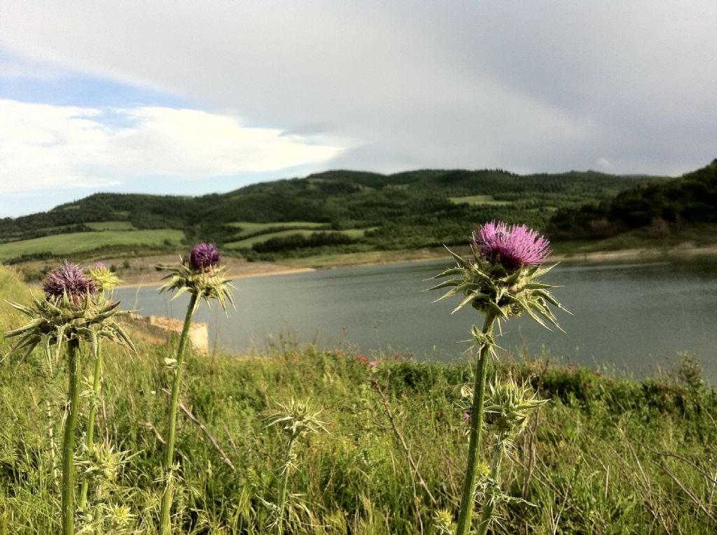 Silybum marianum