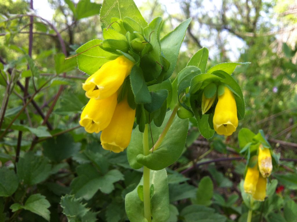 ID 2 - Cerinthe major