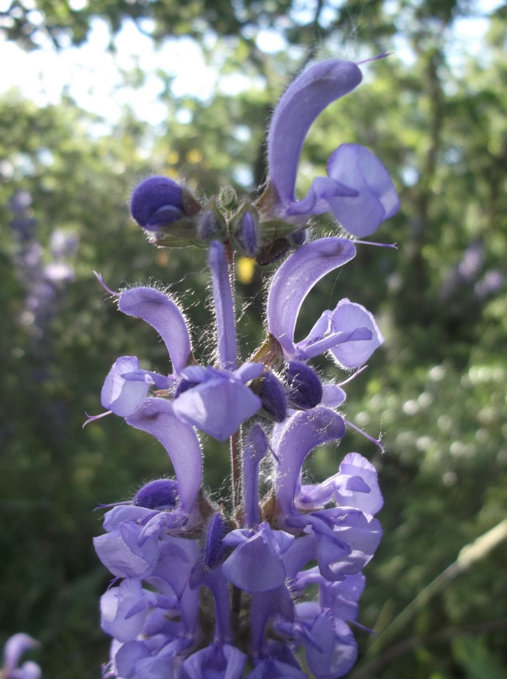 Pianta da ID - Salvia sp.