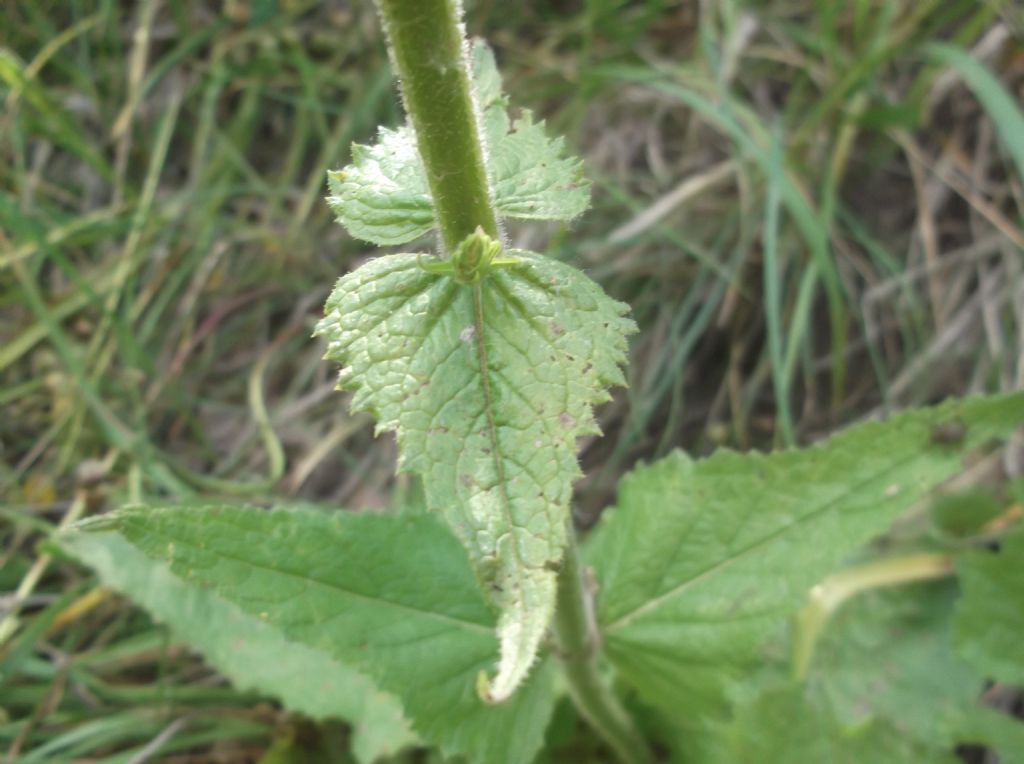 Pianta da ID - Salvia sp.