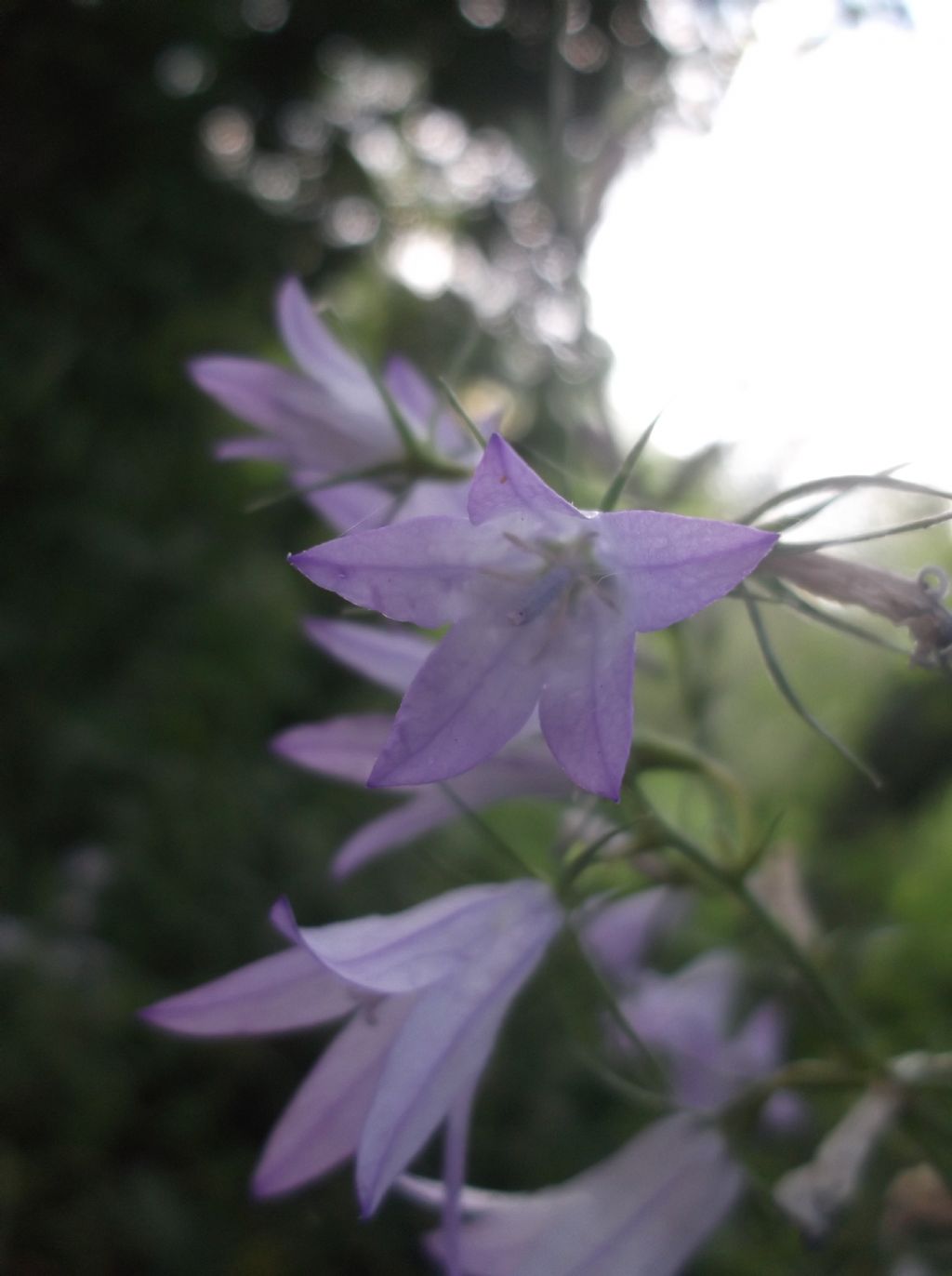 Campanula rapunculus