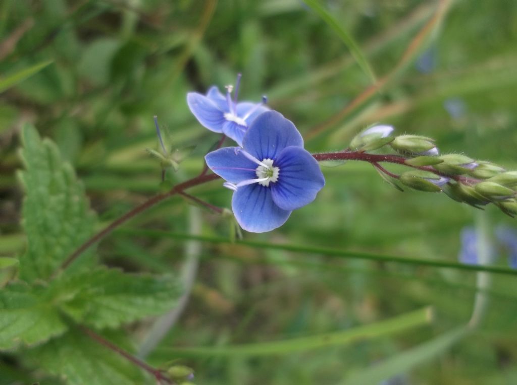 Veronica chamaedrys