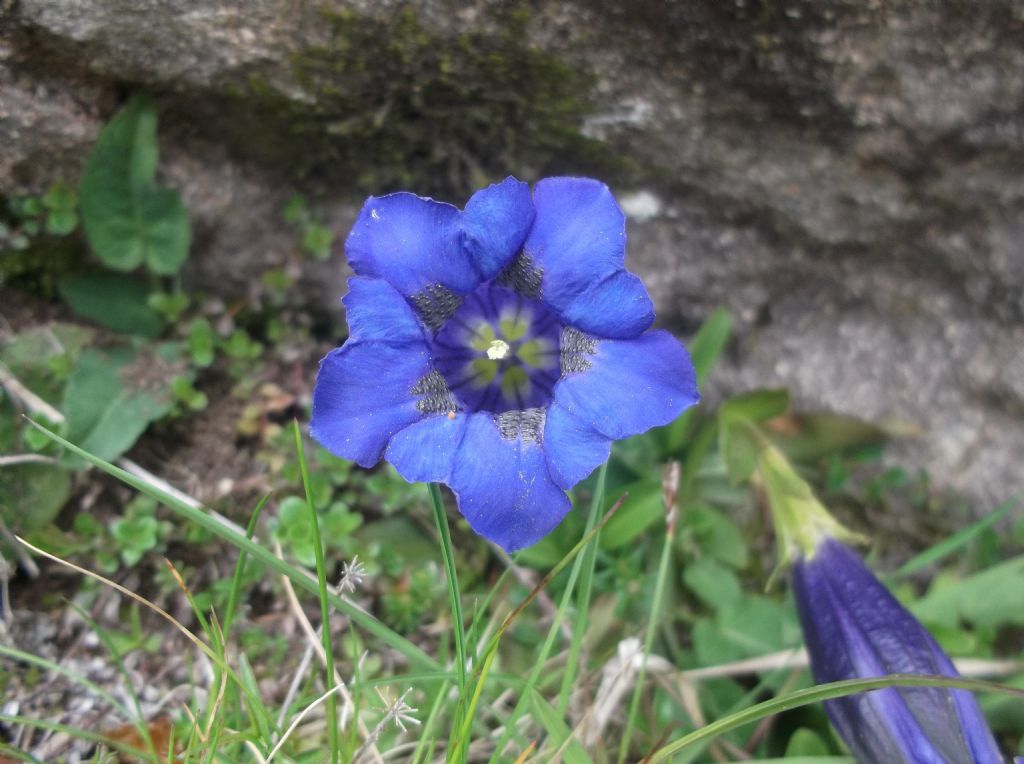 Gentiana acaulis