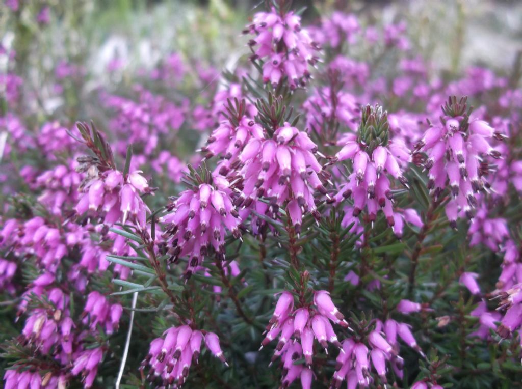 Erica carnea