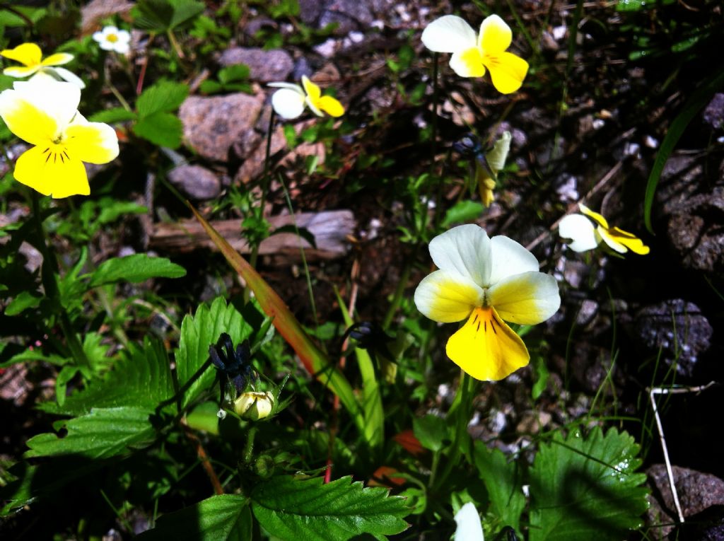 Viola tricolor