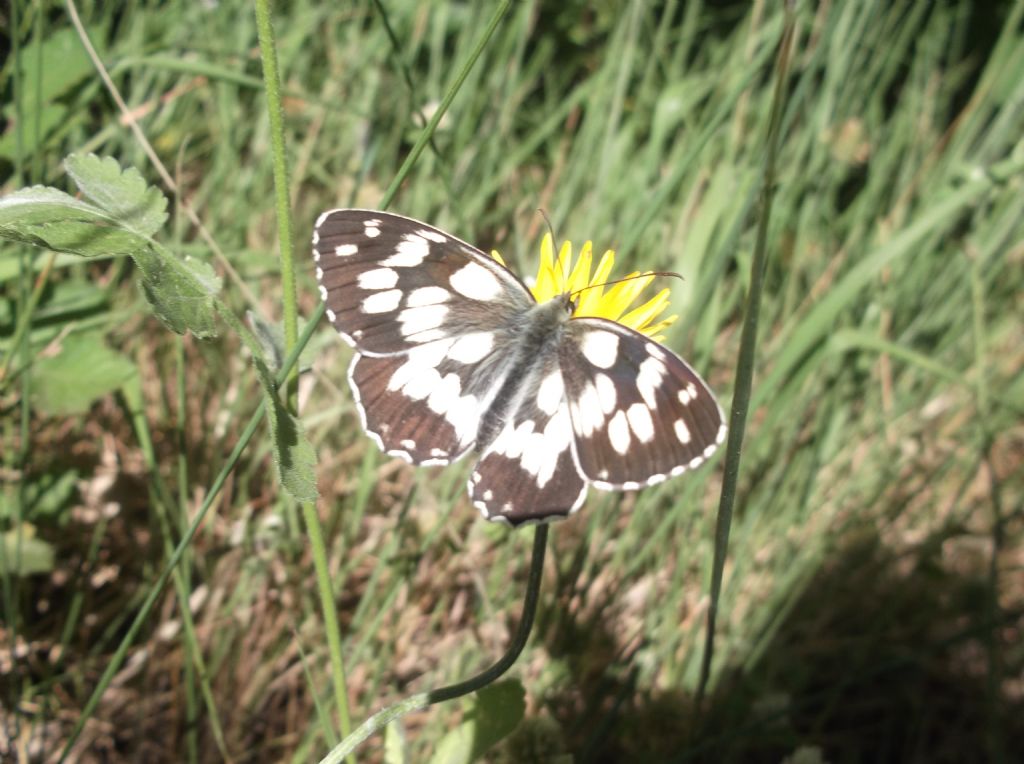 Farfalla da ID 3 - Melanargia galathea