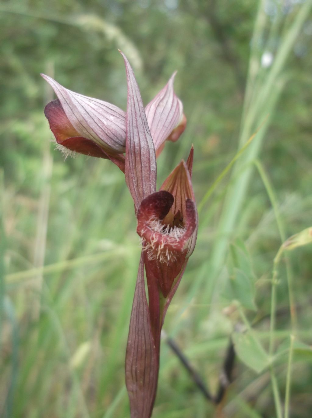 Serapias parviflora