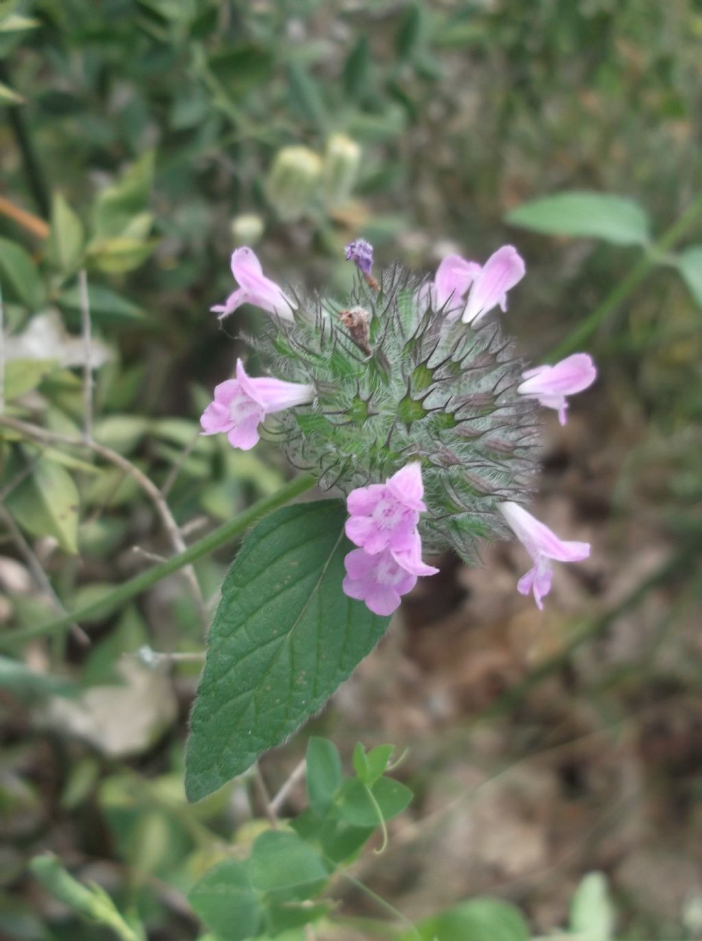 Clinopodium vulgare