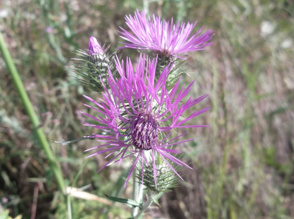 Galactites tomentosus