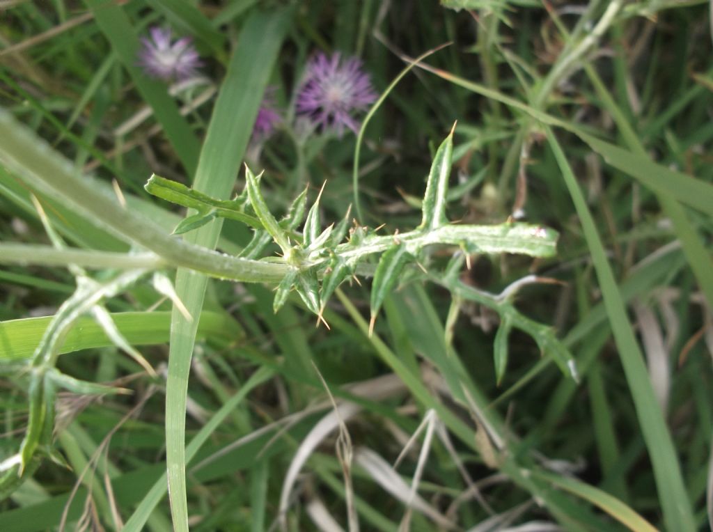 Galactites tomentosus