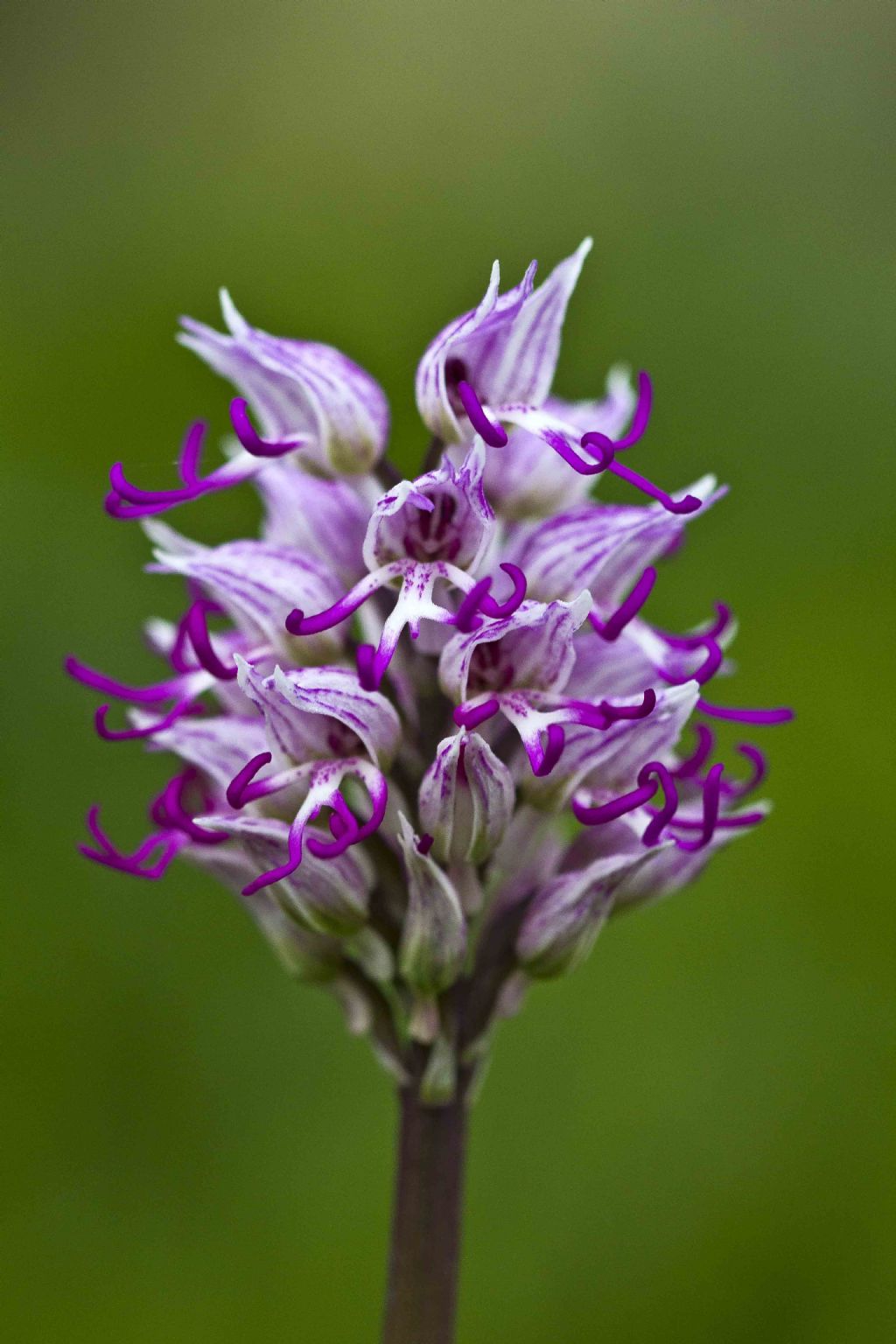 Orchis simia?