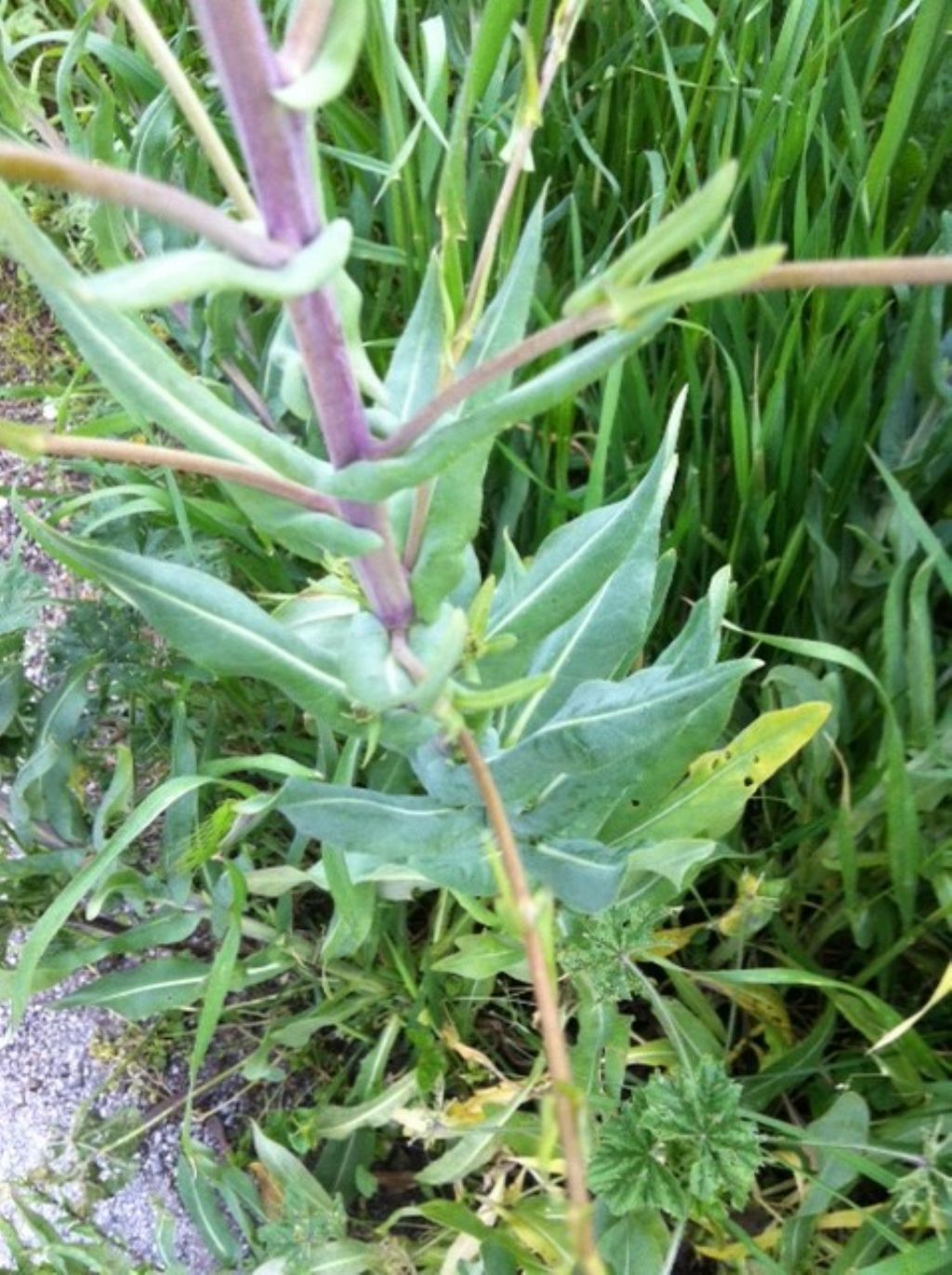 Isatis tinctoria