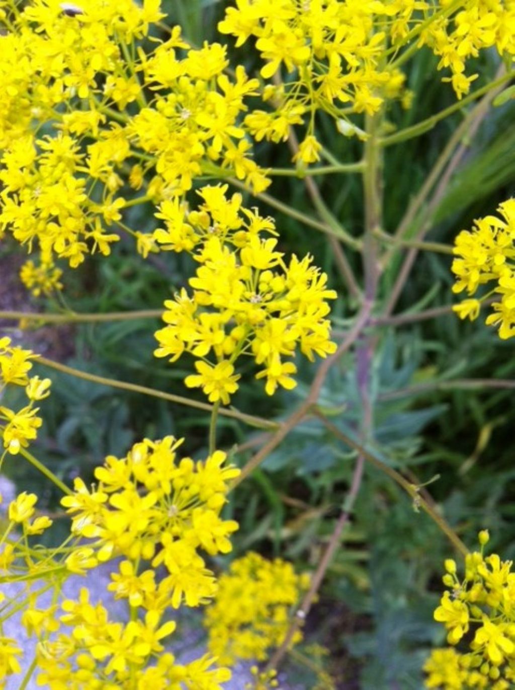 Isatis tinctoria