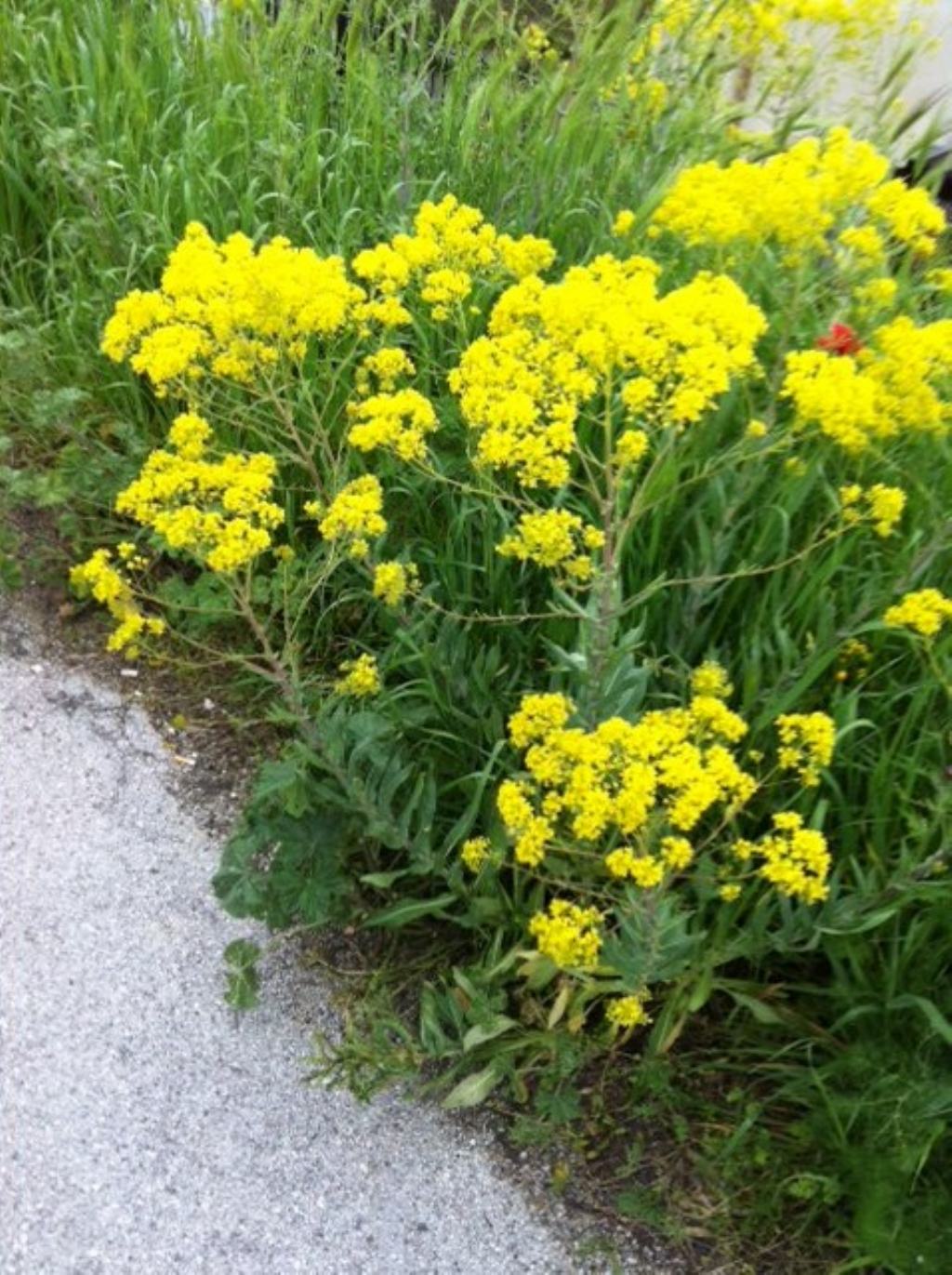 Isatis tinctoria