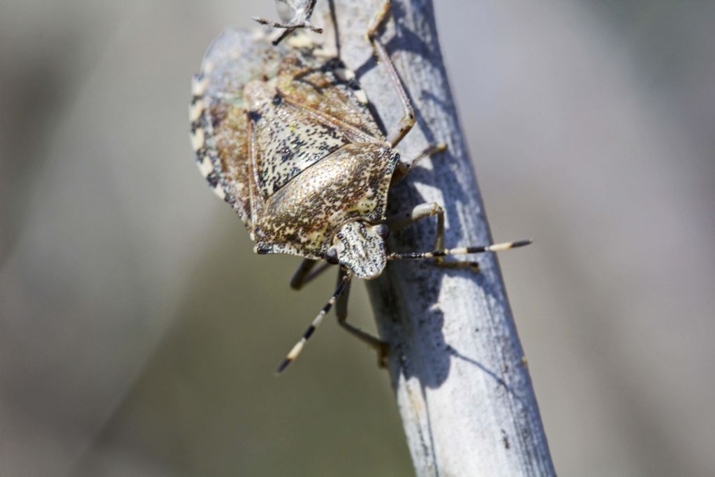 Pentatomidae: Rhaphigaster nebulosa della Basilicata