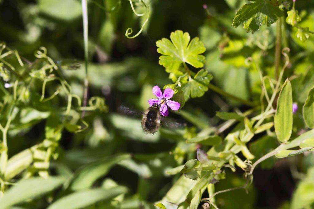 Bombylidae