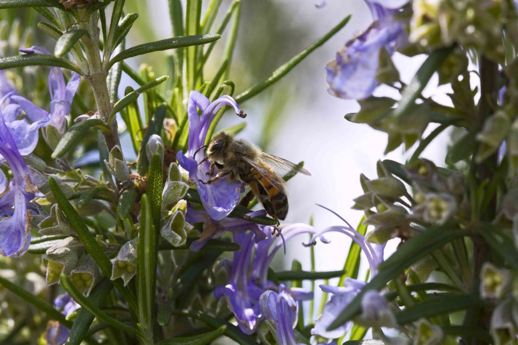 Apis mellifera