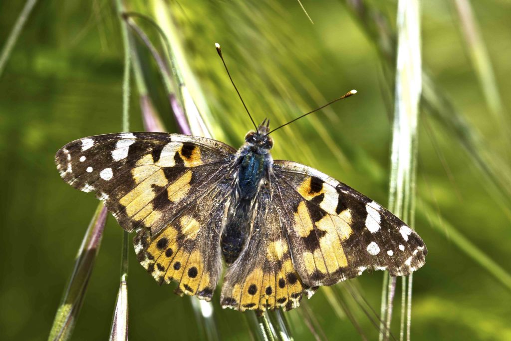 Vanessa cardui