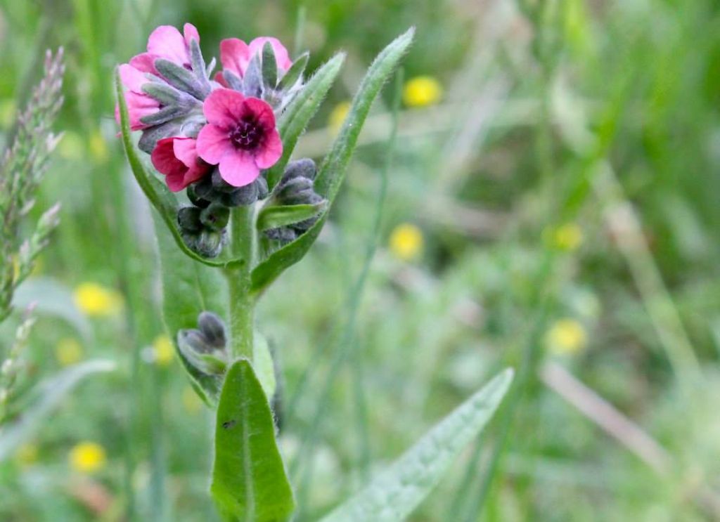 Cynoglossum sp.