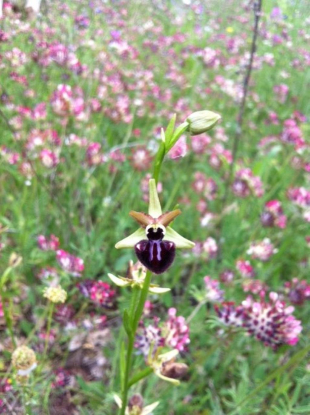 Ophrys incubacea