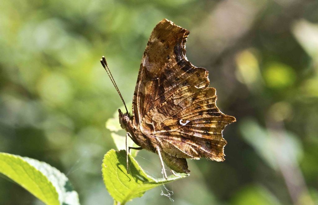 Farfalla da identificare