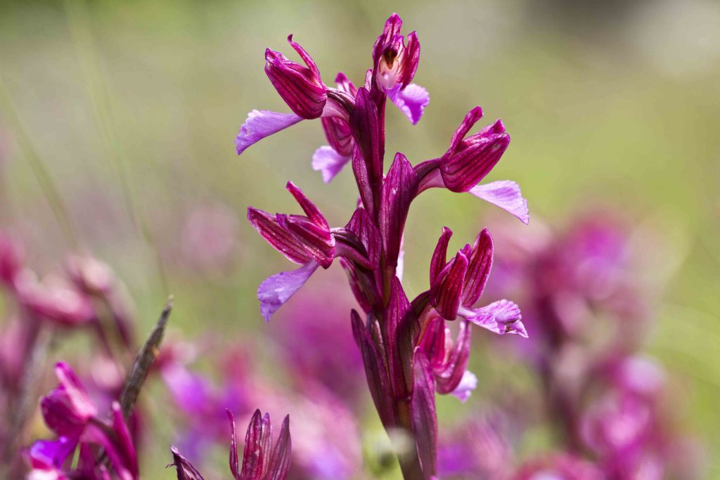 Anacamptis papilionacea