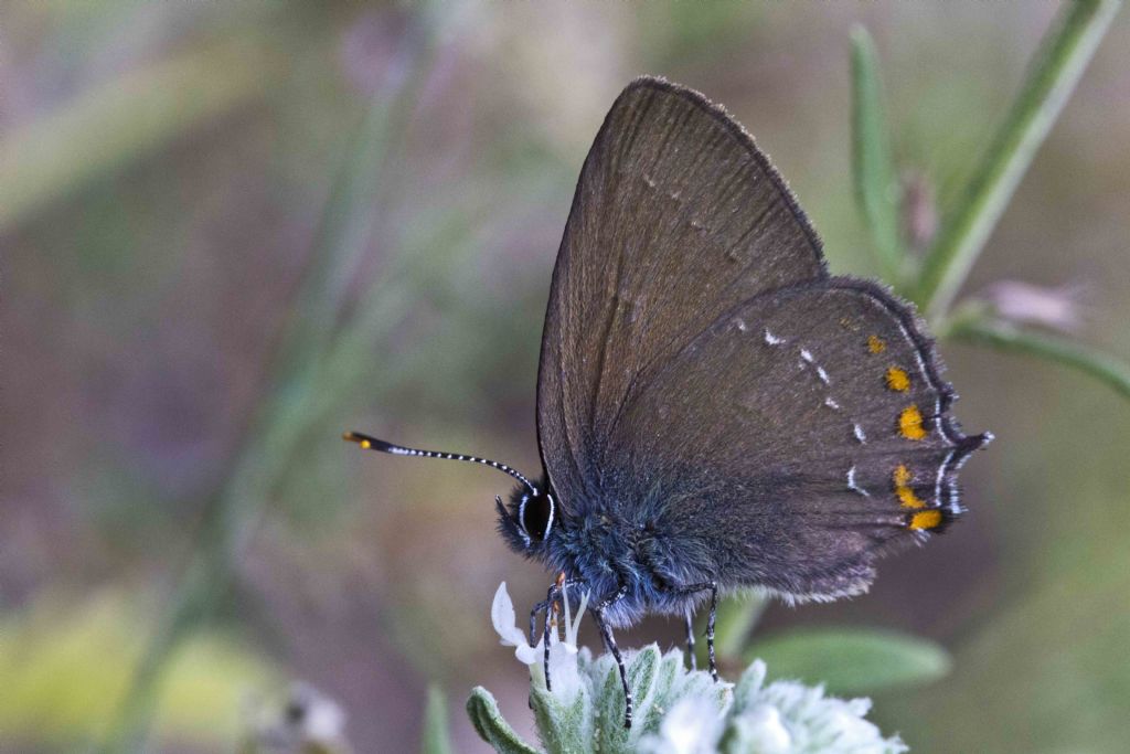 Farfalla da identificare