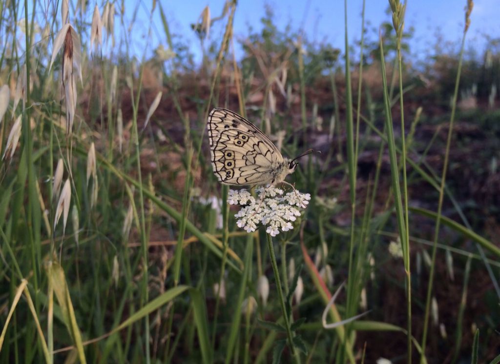 da identificare - Melanargia russiae