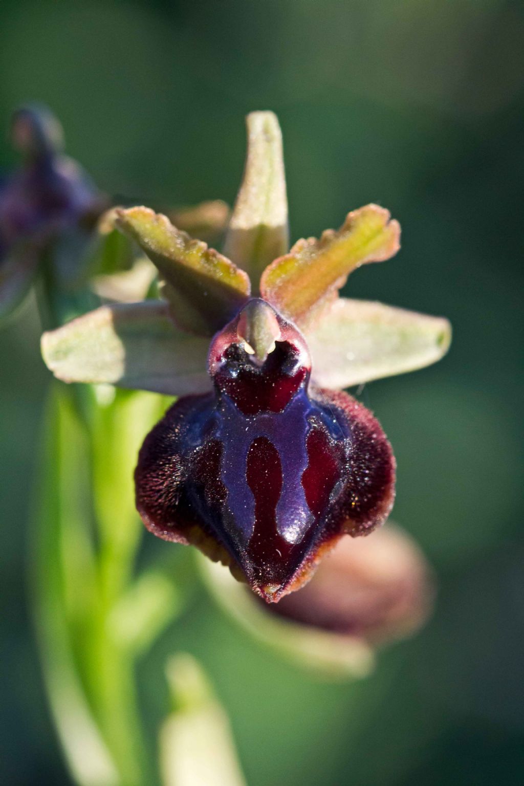 Ophrys cfr. pseudoatrata