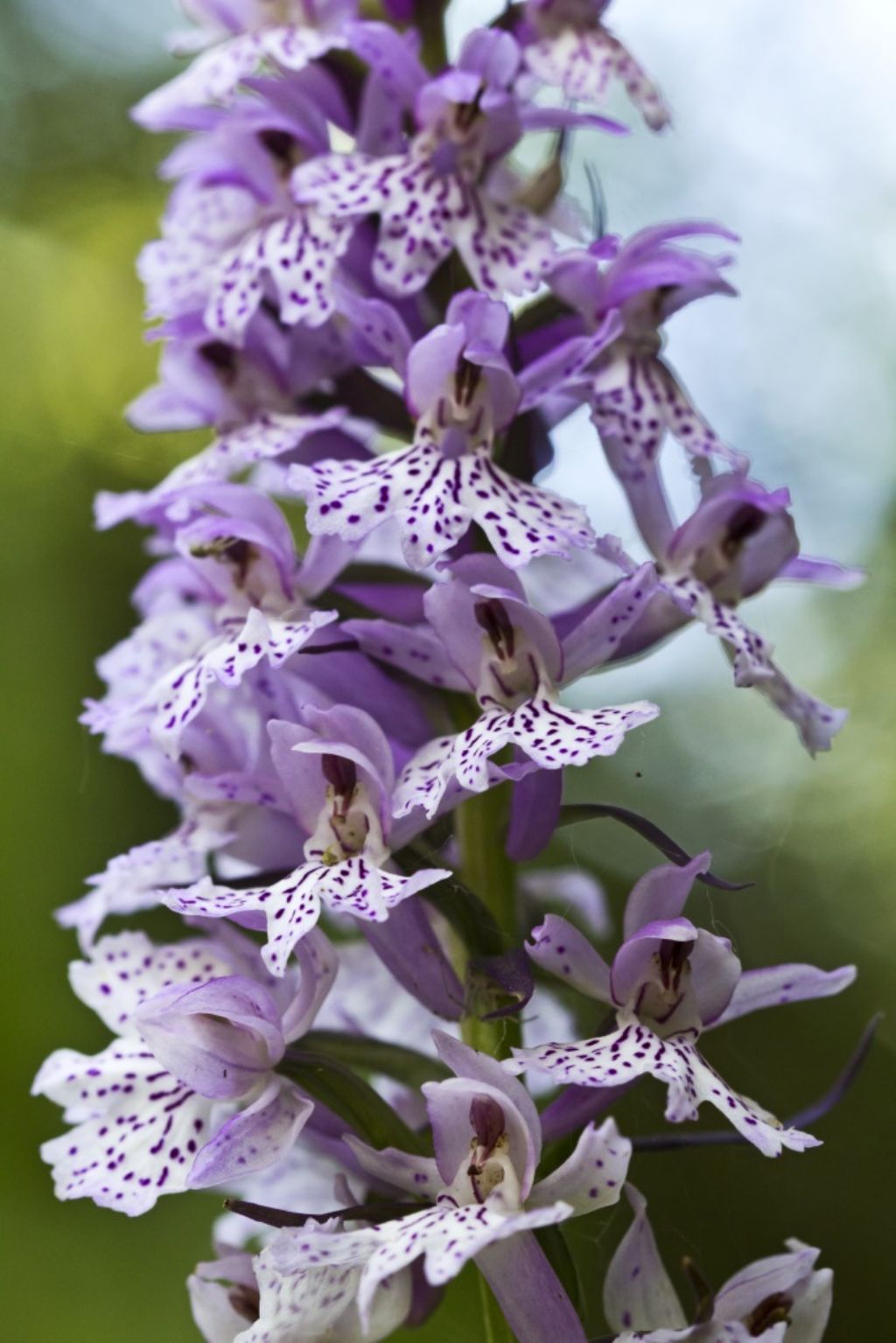 Basilicata - Sasso di castalda - Dactylorhiza maculata subsp. saccifera