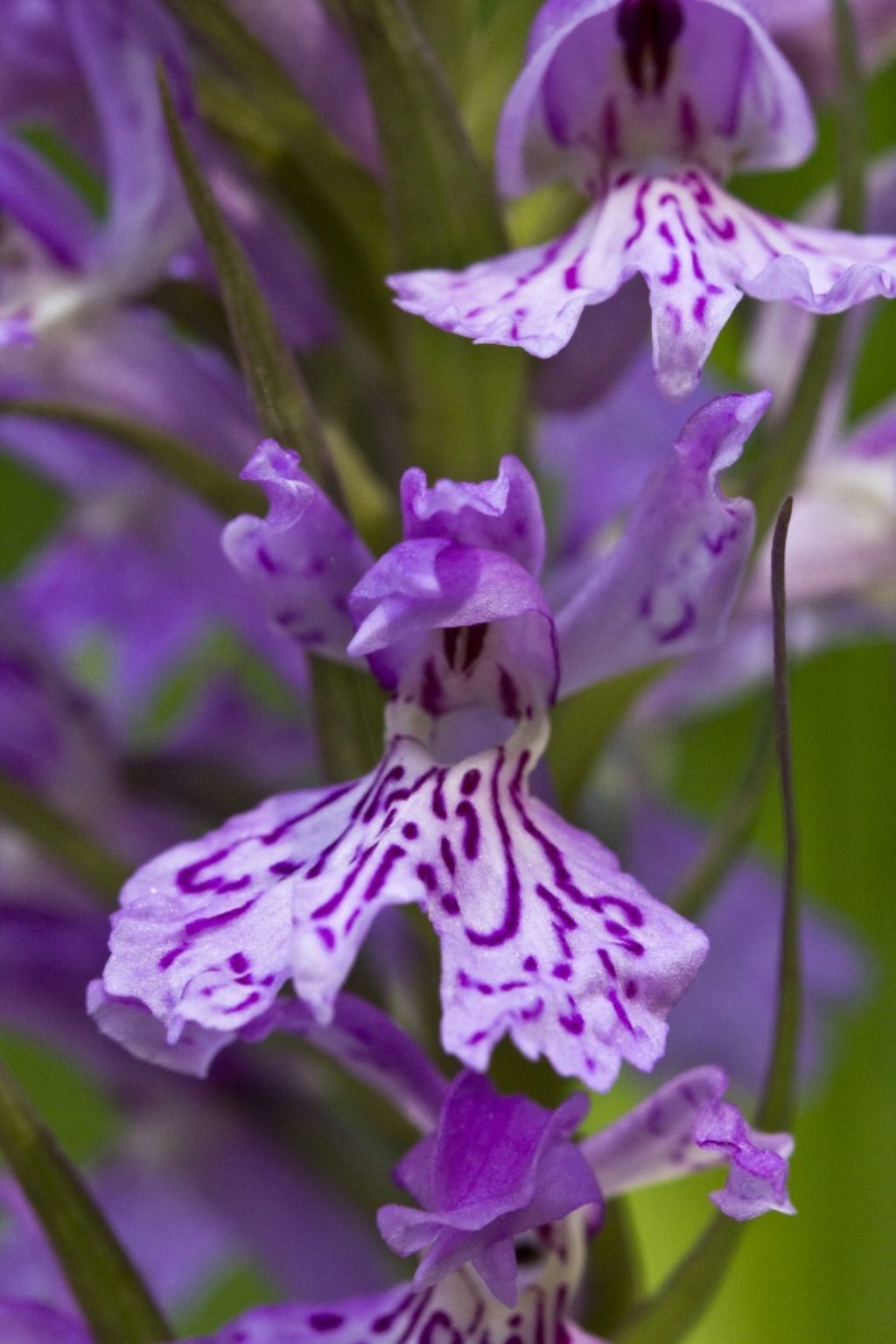 Basilicata - Sasso di castalda - Dactylorhiza maculata subsp. saccifera