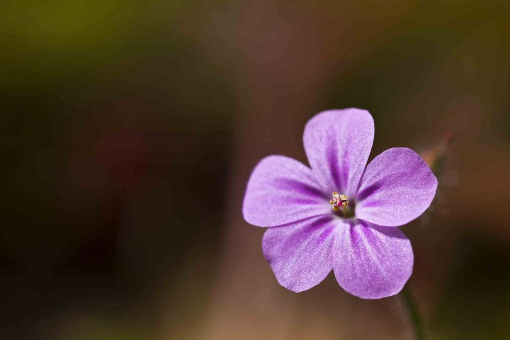 Geranium robertianum