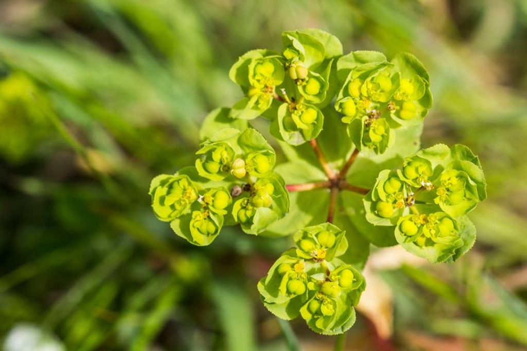 Da identificare - Euphorbia helioscopia