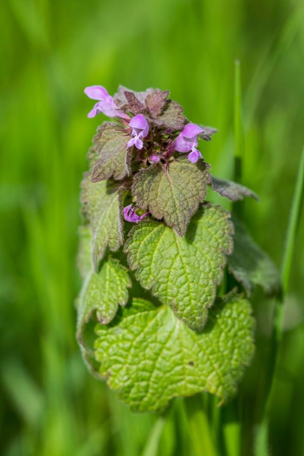 da identificare 3 - Lamium purpureum