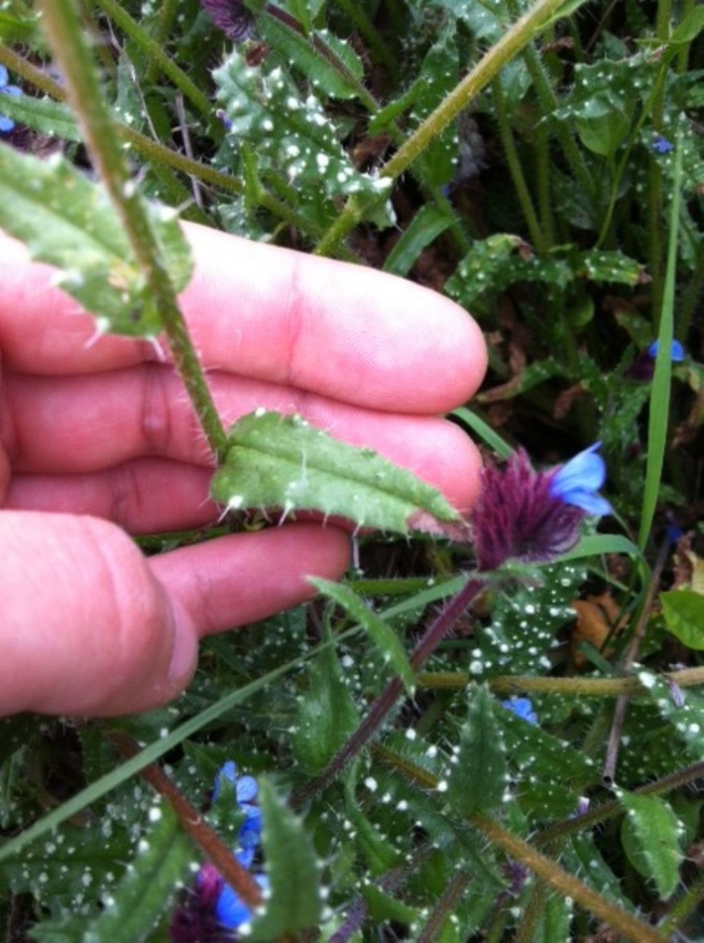 Anchusella cretica  (Boraginaceae)