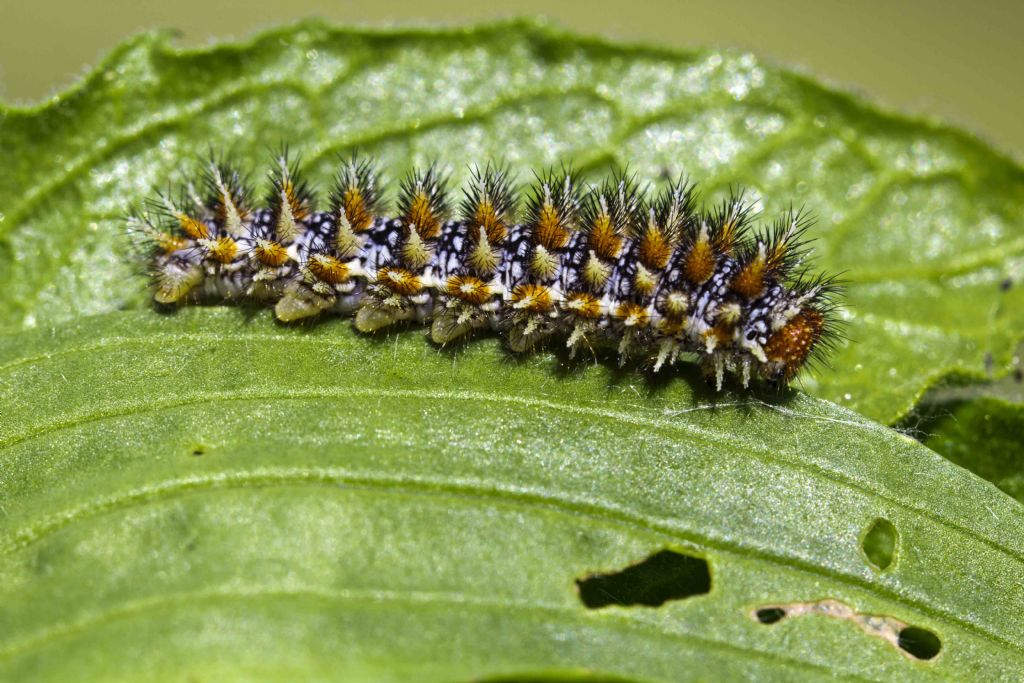 bruco di che specie? Melitaea didyma, Nymphalidae