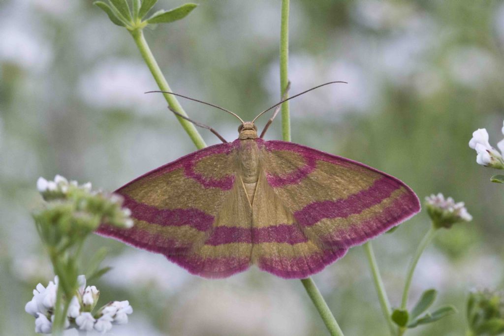 Da identificare -  Rhodostrophia calabra, Geometridae