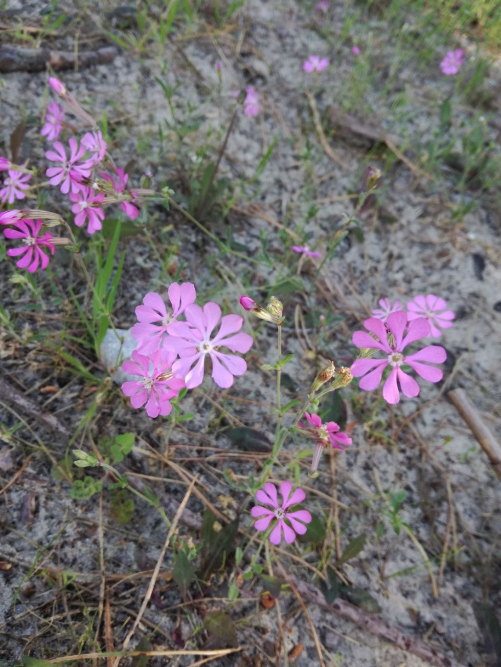 Silene sp. (Caryophyllaceae)