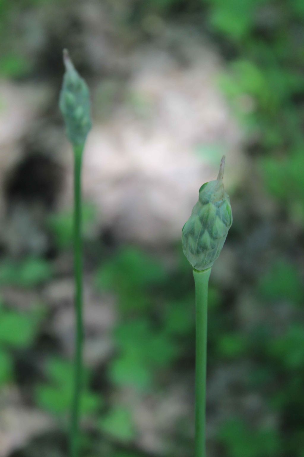 Amaryllidaceae: cfr. Allium sp.