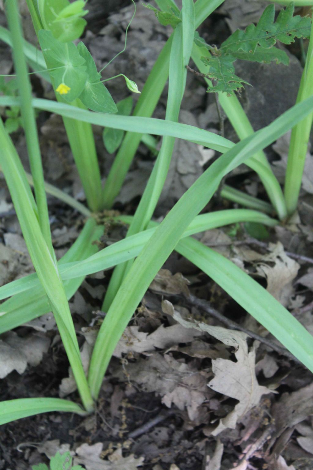 Amaryllidaceae: cfr. Allium sp.