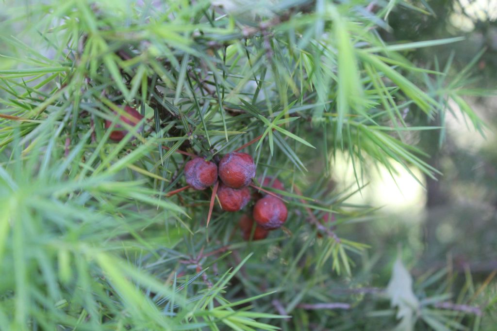 ginepro ... ma quale:  Juniperus oxycedrus L. (Cupressaceae)