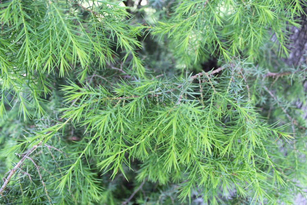 ginepro ... ma quale:  Juniperus oxycedrus L. (Cupressaceae)