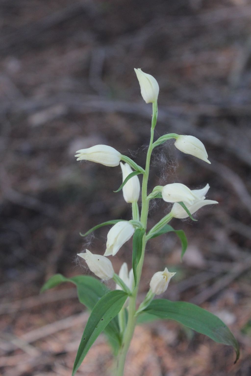 Cephalanthera damasonium (Orchidaceae)