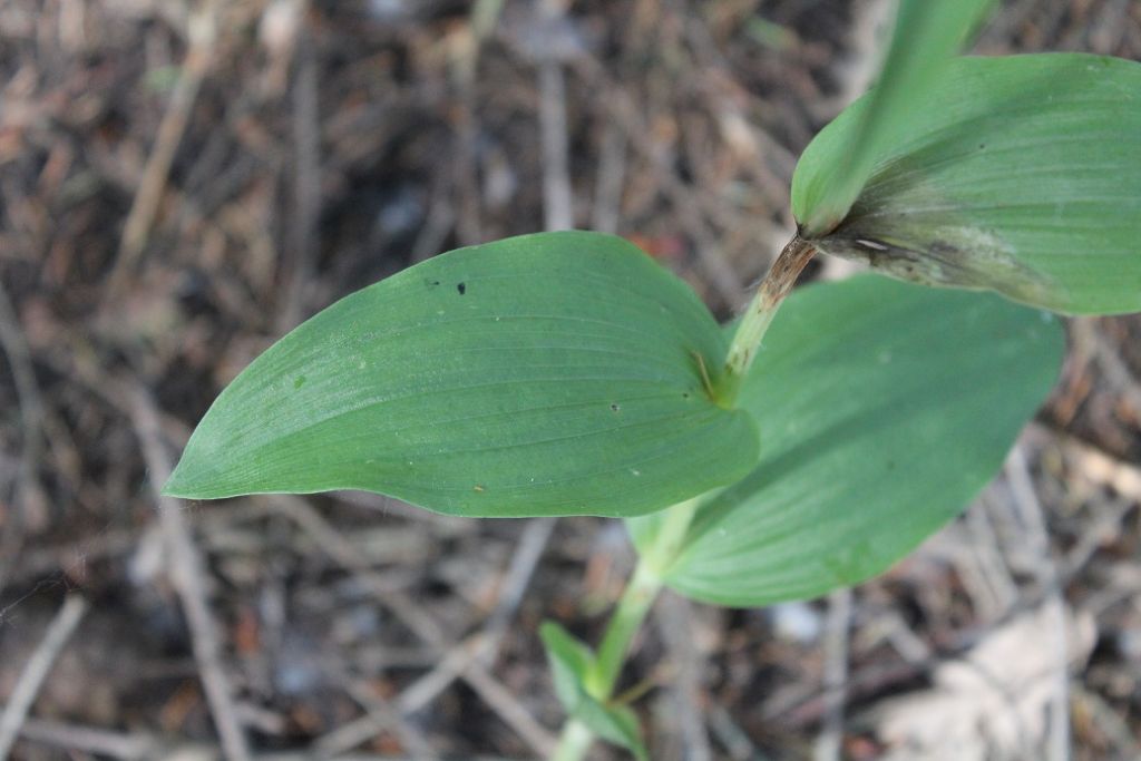 Cephalanthera damasonium (Orchidaceae)