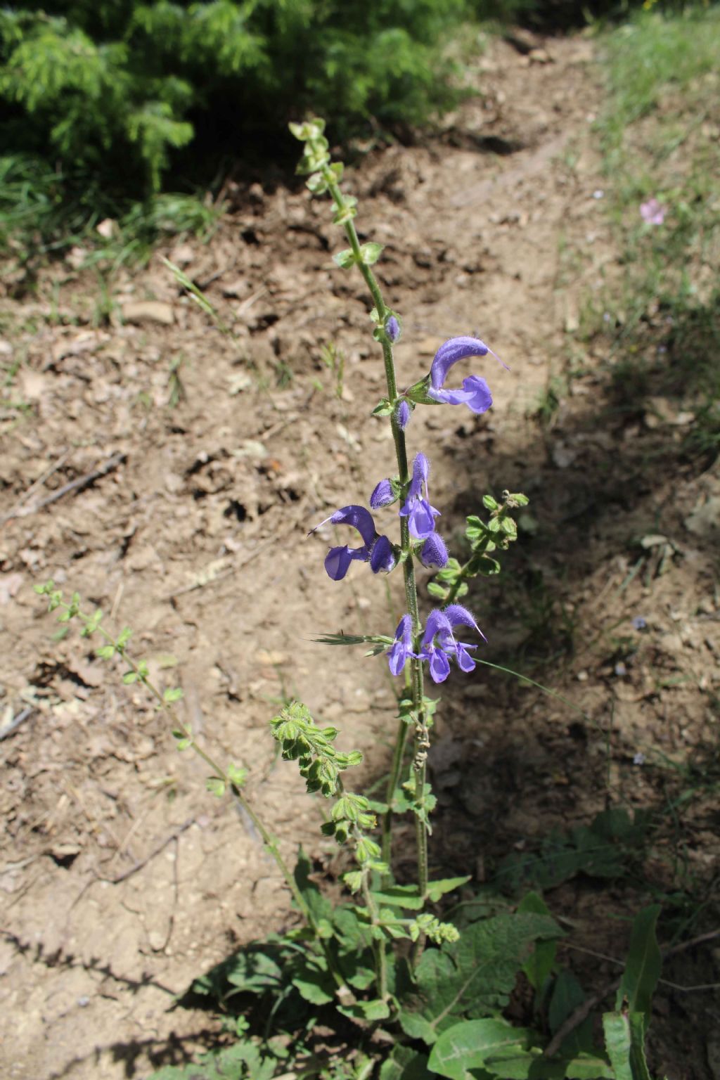 Salvia sp.  (Lamiaceae)