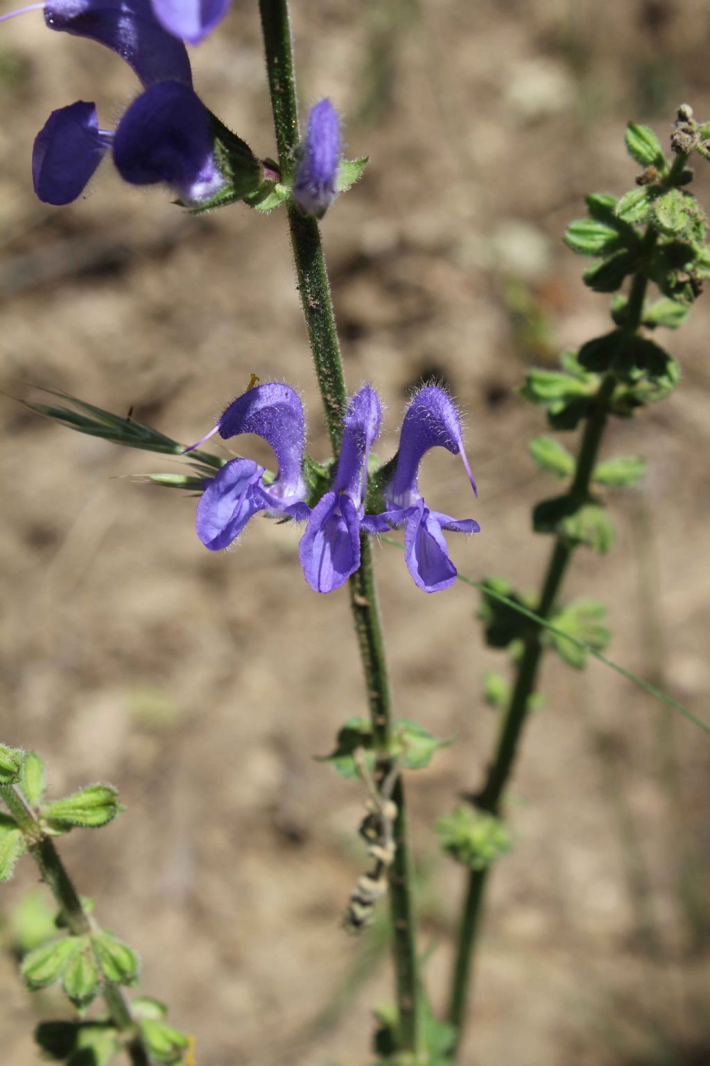 Salvia sp.  (Lamiaceae)